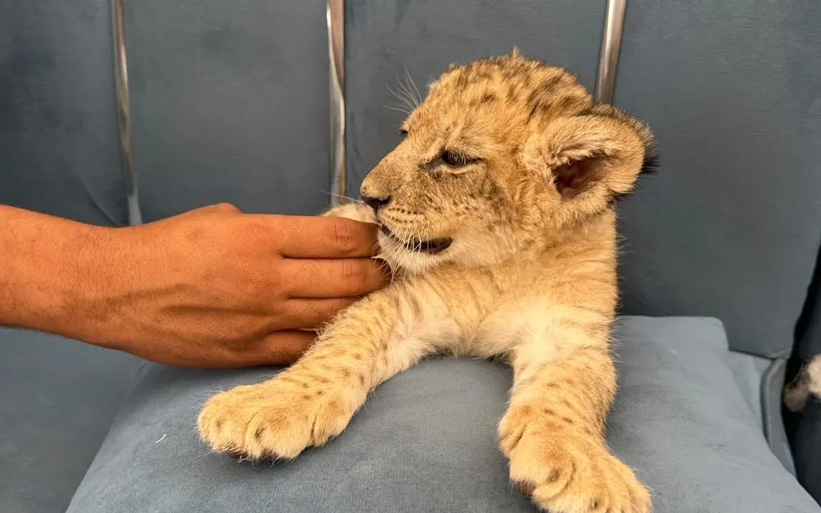 Hurghada Wildlife Park – Lion & Exotic Animals Photo Experience