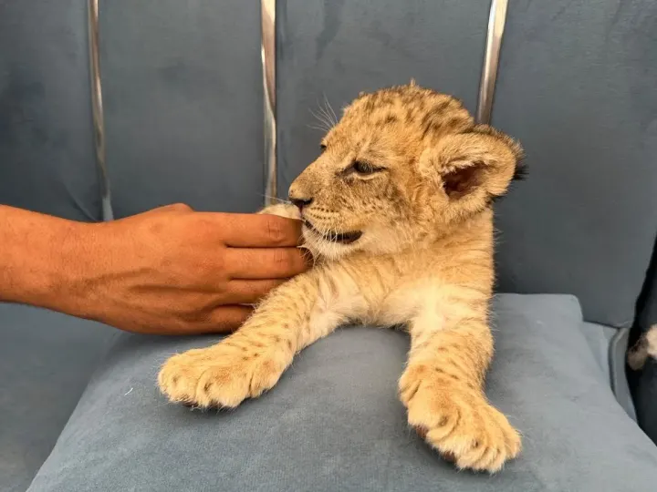 Hurghada Wildlife Park – Lion & Exotic Animals Photo Experience