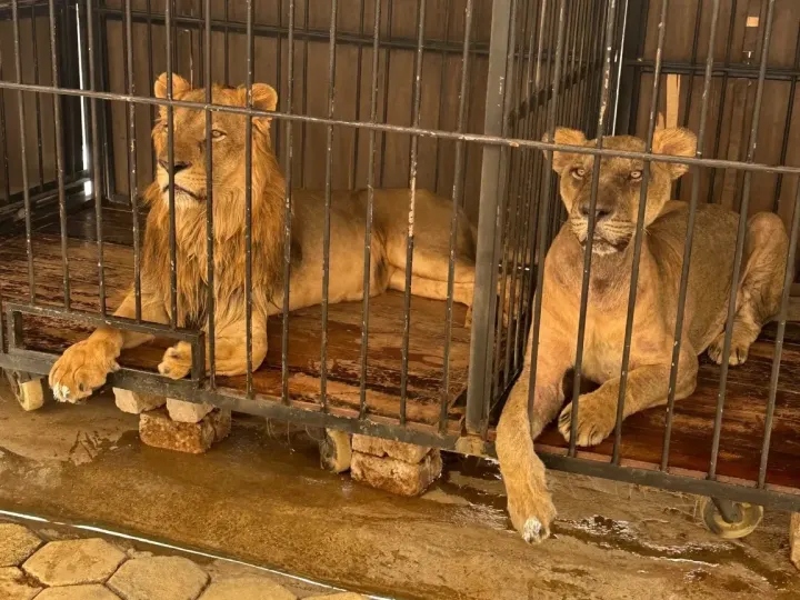 Hurghada Wildlife Park – Lion & Exotic Animals Photo Experience