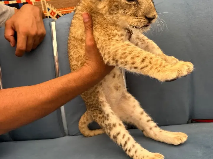 Hurghada Wildlife Park – Lion & Exotic Animals Photo Experience