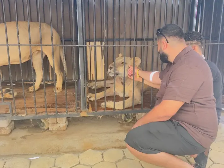 Hurghada Wildlife Park – Lion & Exotic Animals Photo Experience