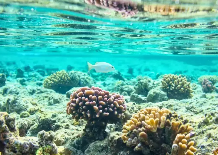 Dolphin House Snorkelling Trip