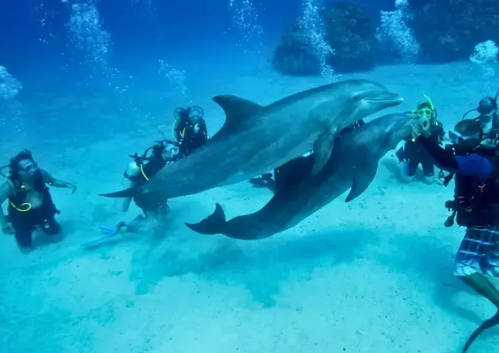 Red Sea Intro Diving Day