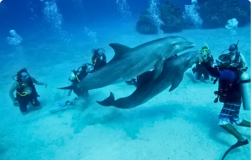 Red Sea Intro Diving Day