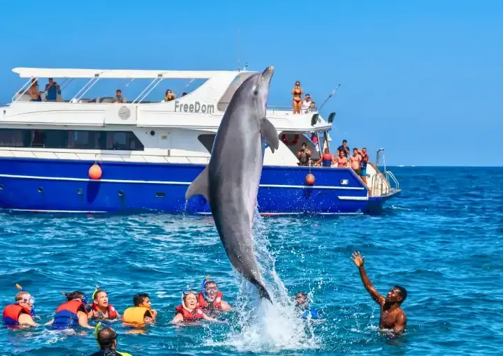Dolphin House Snorkelling Trip