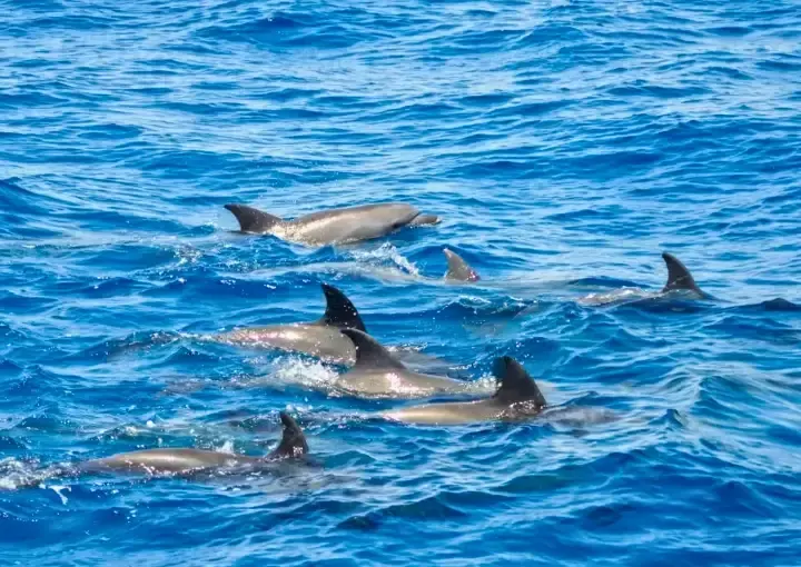 Dolphin House Snorkelling Trip