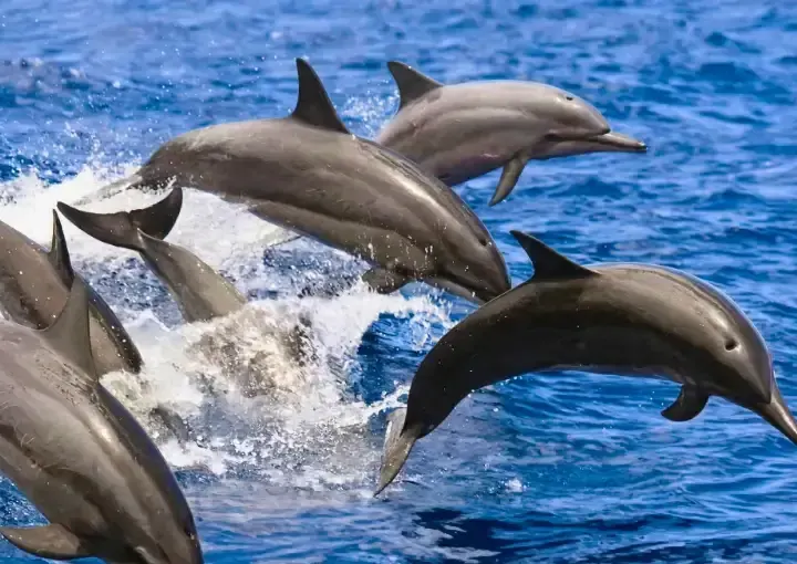 Dolphin House Snorkelling Trip