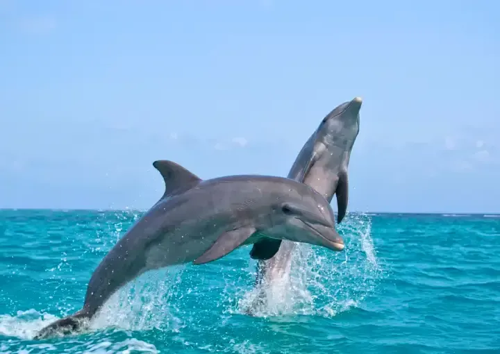 Dolphin House Snorkelling Trip