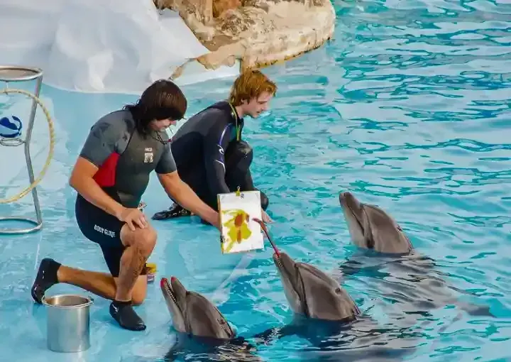 Hurghada Dolphin Show