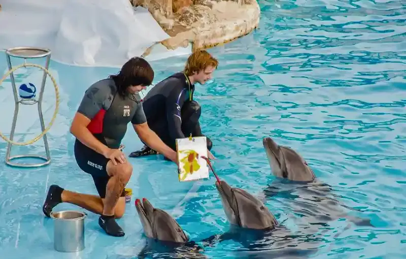 Hurghada Dolphin Show