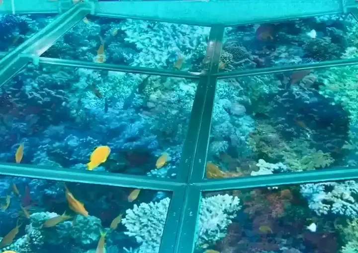 Private Glass-Bottom Boat