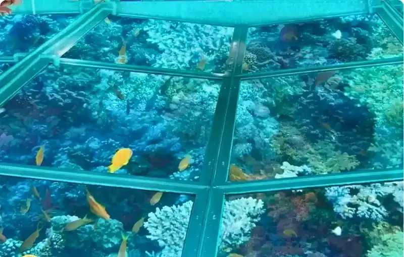 Private Glass-Bottom Boat