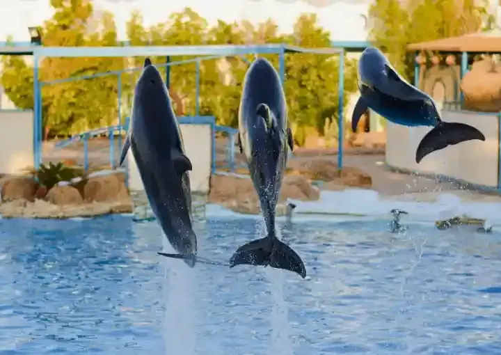 Hurghada Dolphin Show